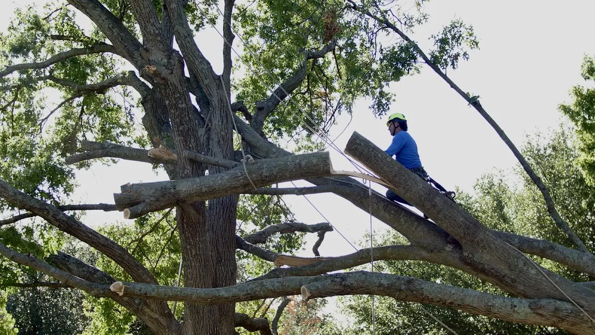 Professional Crown Thinning performed by certified arborists in Fairmount